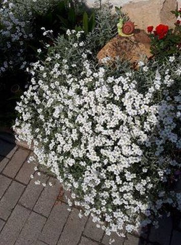 Nagyné Ékes Erika kertje 01